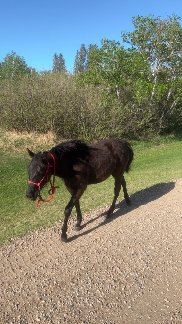 yearling quarter horse filly in Horses & Ponies for Rehoming in Regina - Image 2