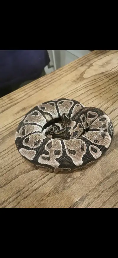 Coming up on two years old. Was purchased from a breeder at the Toronto reptile exhibit. had plans o...