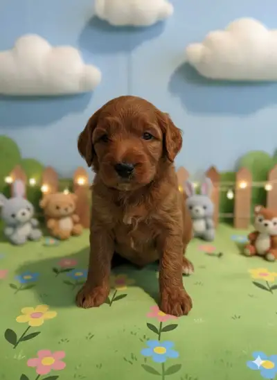 Golden Doodles, View more