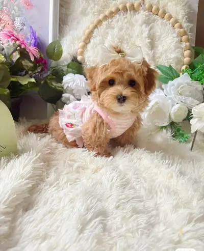 Teddy Bear Tiny Tiny size poodle X Maltipoo, View more