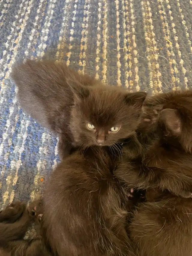 Beautiful Siberian cross kittens-Elora $150