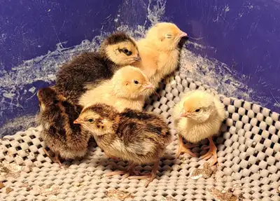 Coturnix Quail chicks and eggs. Chicks $5 each, eggs $10/dozen Connect with us on FB Coyote Acres Pi...