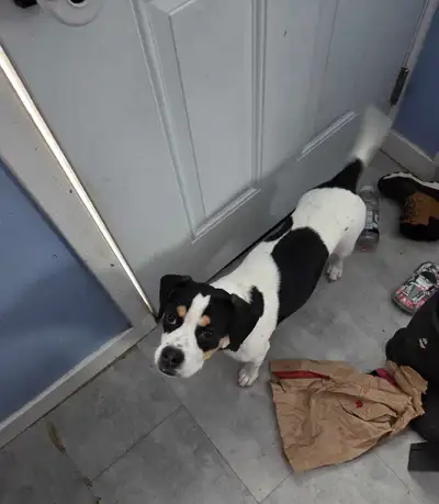 Boston Terrier Beagle Mix, View more