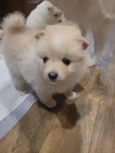 Pomimo puppies, View more