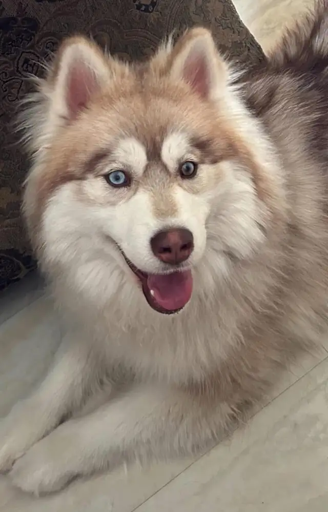 Beautiful Long Haired Blue eyed Pomskys (Pomeranian x Husky) in Dogs & Puppies for Rehoming in St. Albert - Image 6