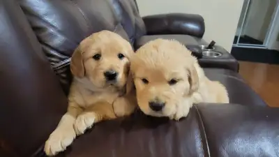 Golden Retriever Puppies, CKC Registered, View more