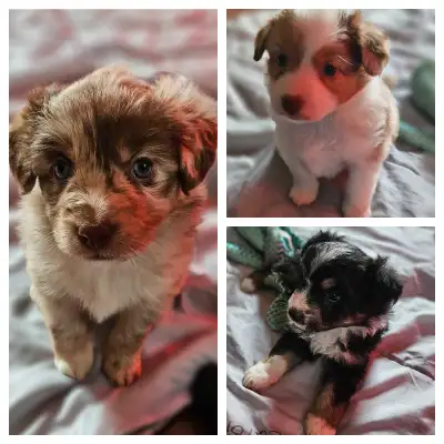 We are happy to announce we have 3 little puppies that will be available soon! Puppies will be 20-25...