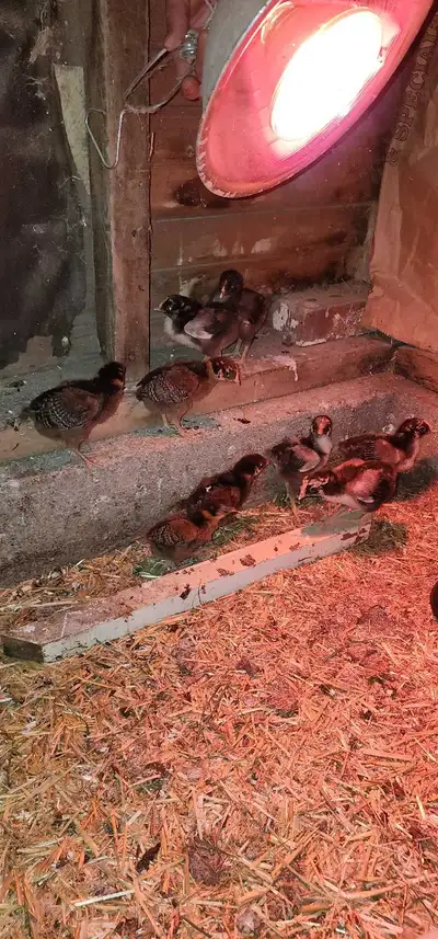 Blue laced  red whyandotte chicks. silver laced whyandotte , View more