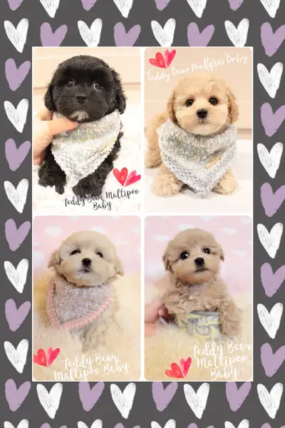 ❤️ TEDDY BEAR ❤️ MALTIPOO BABIES READY TODAY ❤️, View more