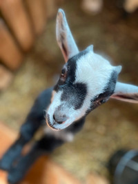 Goat - Nigerian dwarf