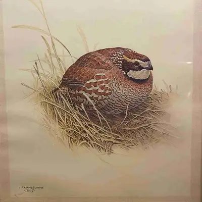 JF Lansdowne Framed Bird Prints Qty 5, View more