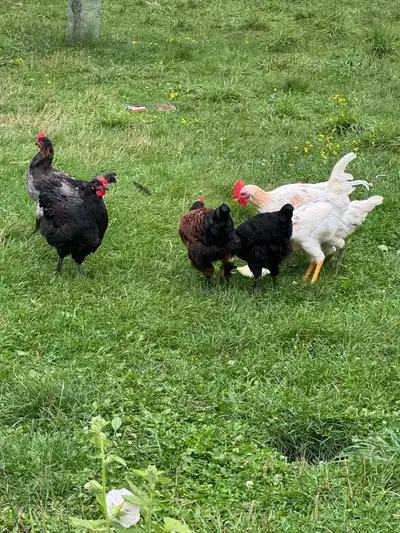 Roosters for sale, View more