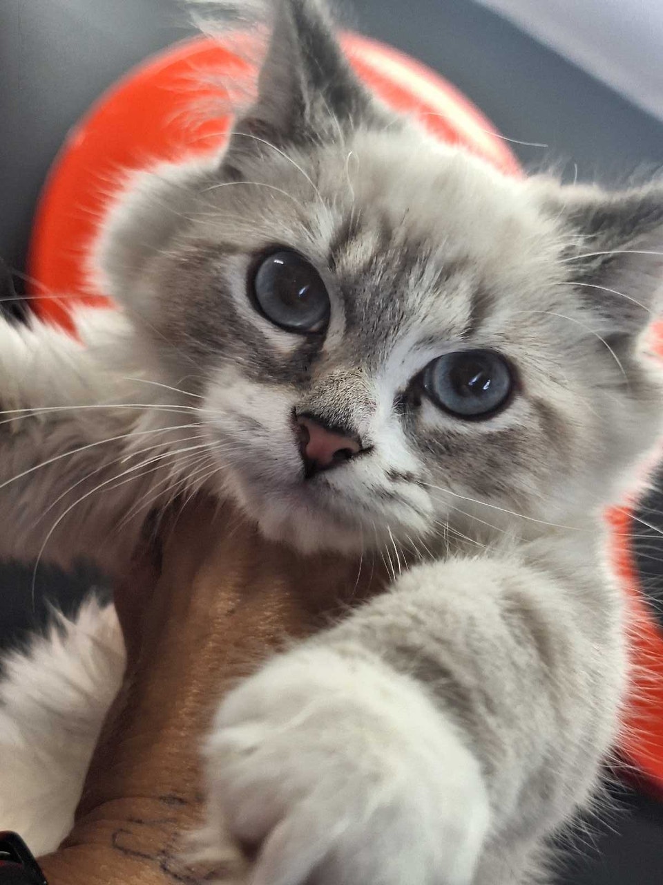 ragdoll lynx femelle | Cats & Kittens for Rehoming | Sherbrooke | Free ...