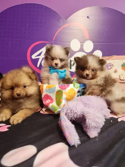 Pomeranian puppies teacup size, View more