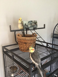 Cockatiels and cage package.