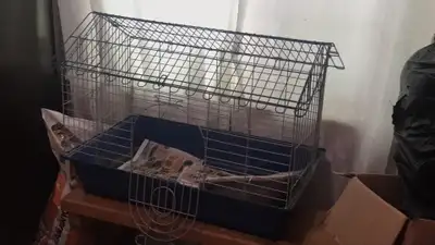 rabbit cage in Pets in Nova Scotia Kijiji Marketplaces