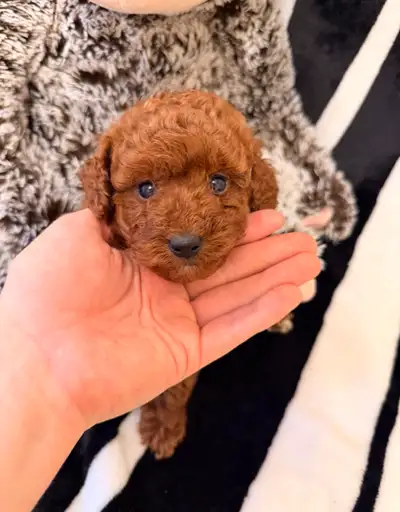 Red toy poodle, View more