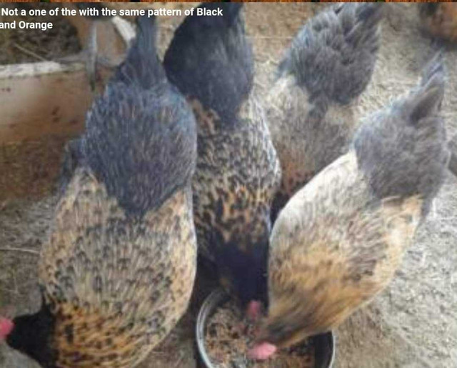 Chicks/eggs for sale in Livestock in Williams Lake - Image 4
