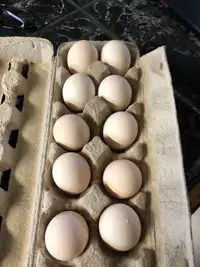 Silkie hatching eggs