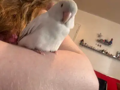 Female love bird with cage, View more