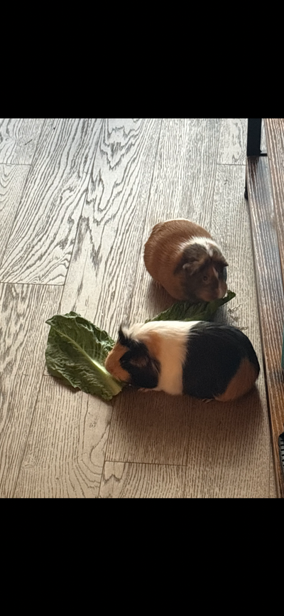 2 FREE FEMALE GUINEA PIGS, View more