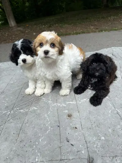 Shihpoo puppies , View more