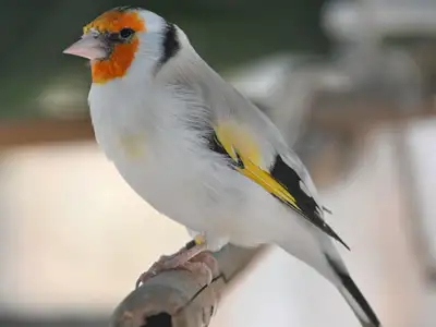Siberian goldfinch , View more