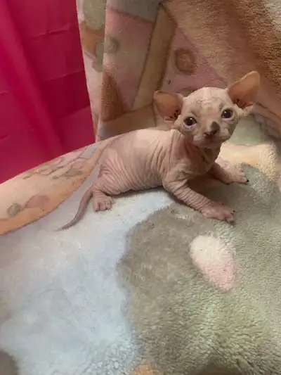 Sphynx kitten for adoption, View more