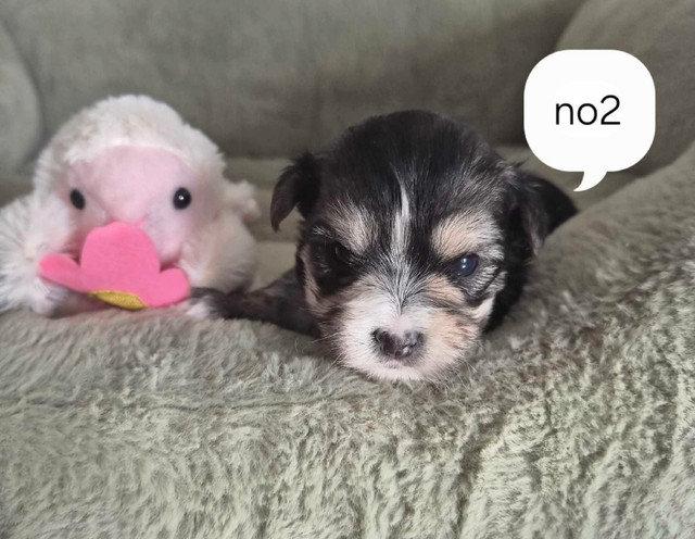 4 belles petites femelles Morkies dans Chiens et chiots à adopter  à Longueuil/Rive Sud - Image 3