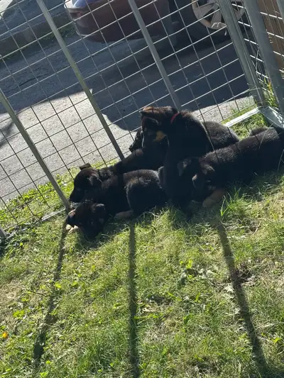 Beautiful German Shepherd Puppies, View more