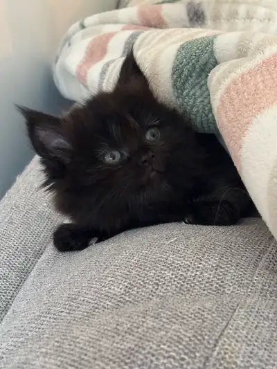 ✨ Maine Coon × Persian Female Kitten Looking for Her Forever H, View more