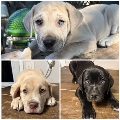 Puppies For Sale (Large Breed), View more