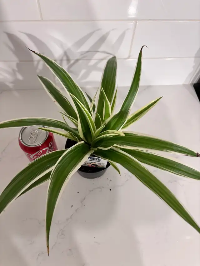 Spider Plant Variegated - 4
