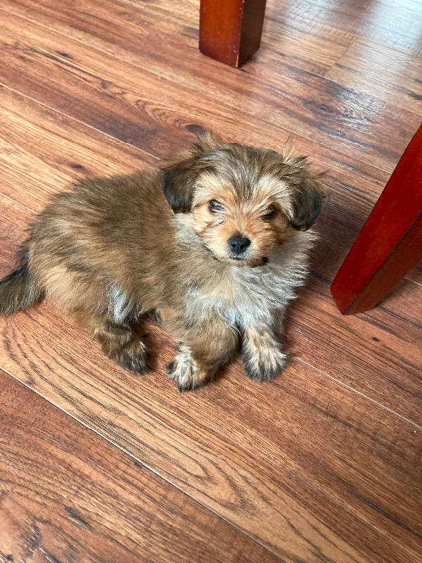 Female Yorkie/Pom in Dogs & Puppies for Rehoming in Edmonton