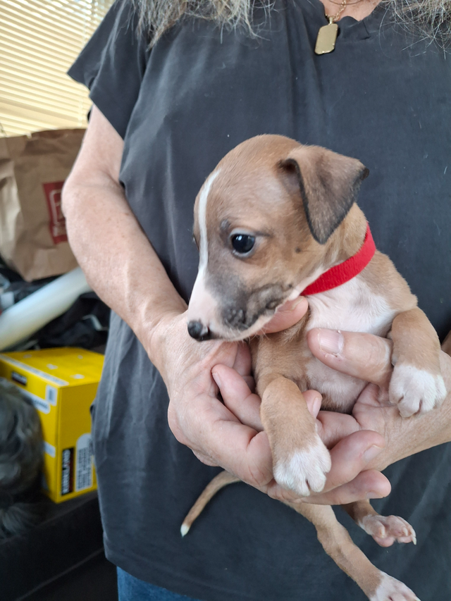 ITALIAN GREYHOUND PUPPIES - HEALTH GUARANTEED in Dogs & Puppies for Rehoming in Muskoka - Image 10