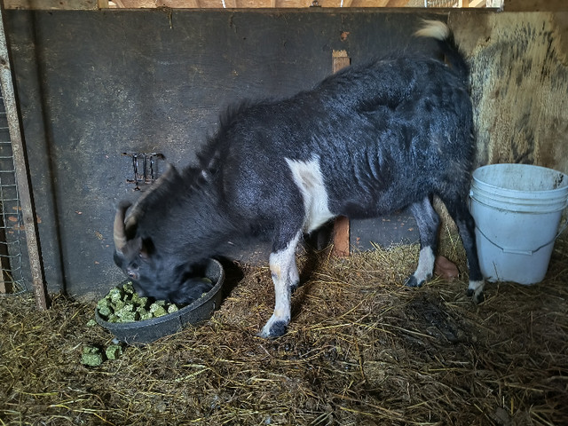 Purebred, papered Kiko goat buck (proven breeder) with weather in Livestock in Pembroke - Image 3