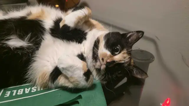 Furniture Assembly 64993766829697120