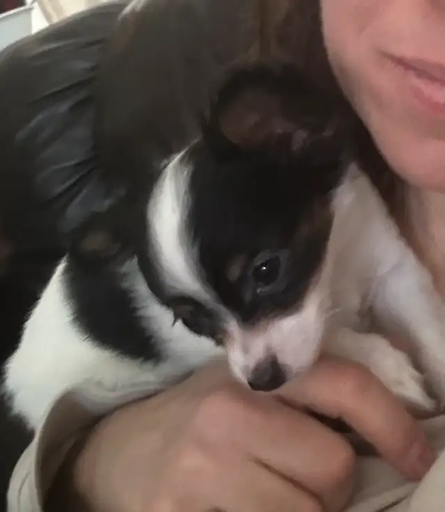 Femelle Chihuahua poil long papillon 4lbs in Dogs & Puppies for Rehoming in Laval / North Shore - Image 7