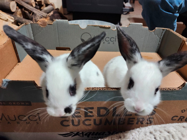 Baby bunnies Available!! in Small Animals for Rehoming in Kingston - Image 3