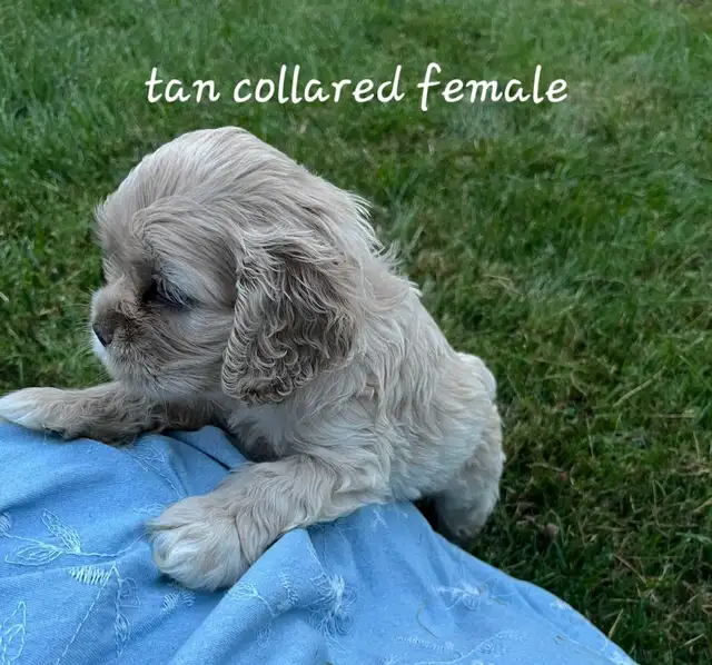American Cocker Spaniel Puppies