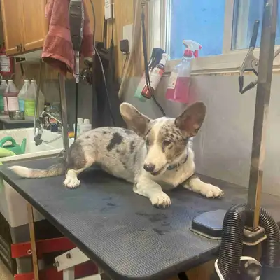 cardigan Corgi puppies for sale, View more