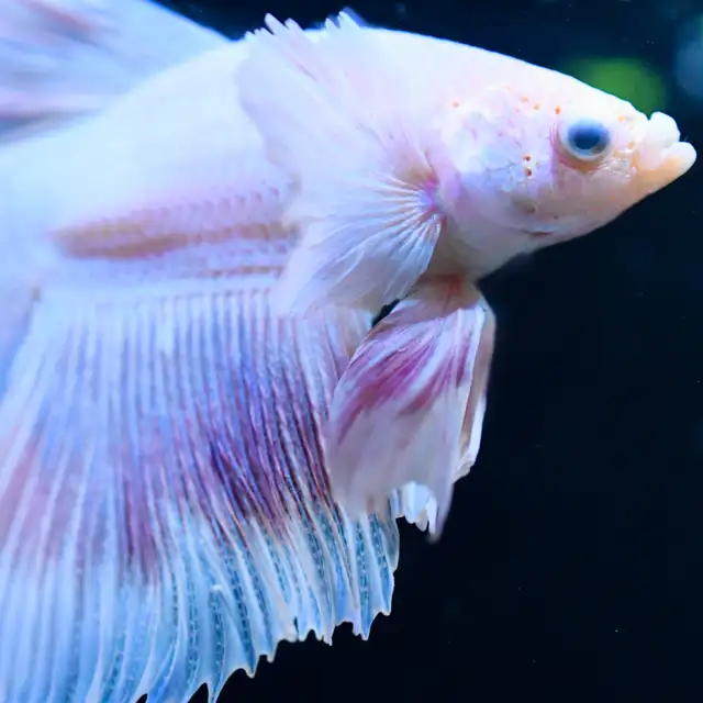 Betta Fish with Bold Color & Clean Lines in Fish for Rehoming in Moncton - Image 6