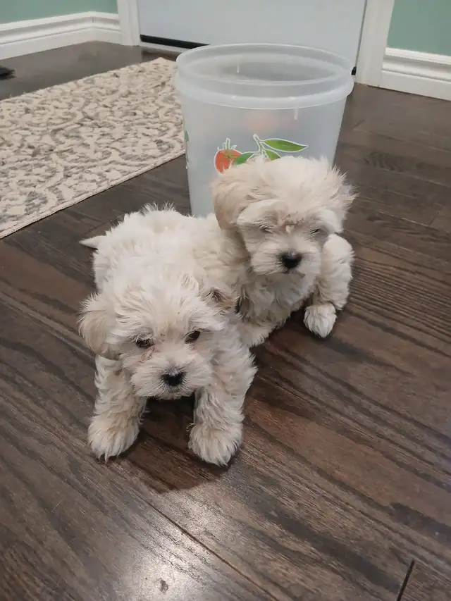 Very Cute Shih tzu mix ready to go to a new home! in Dogs & Puppies for Rehoming in City of Toronto - Image 3