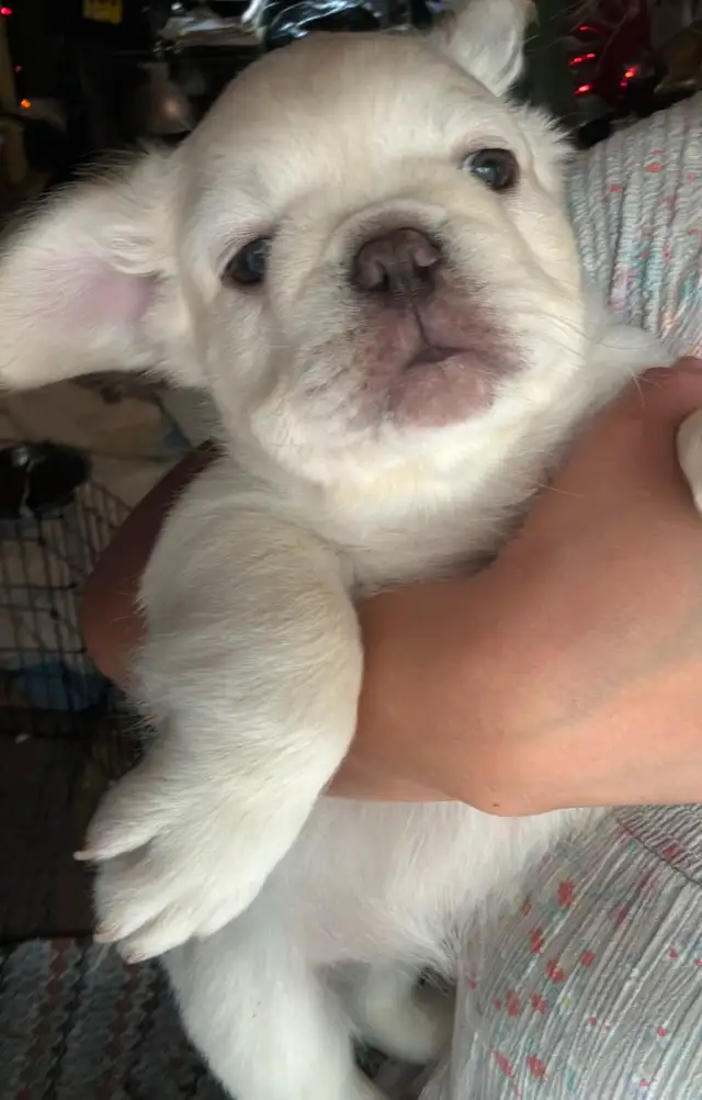 Rare all white fluffy french bulldogs puppies in Dogs & Puppies for Rehoming in City of Toronto - Image 8
