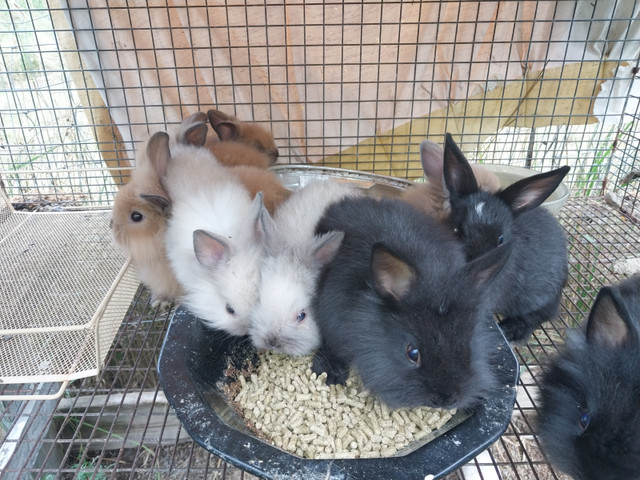 Closing the barn 10 dwarf and lionhead rabbit in Small Animals for Rehoming in Hamilton