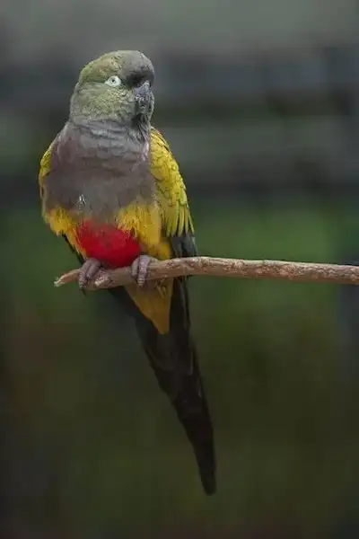 Breeding pair Pantagonian Parrot  burrowing parrot mini macaw, View more