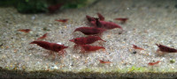 Red Cherry Shrimp - a Great Addition to any Aquarium!