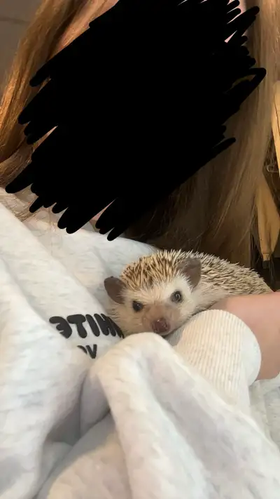 Hedgehog for Rehoming, View more