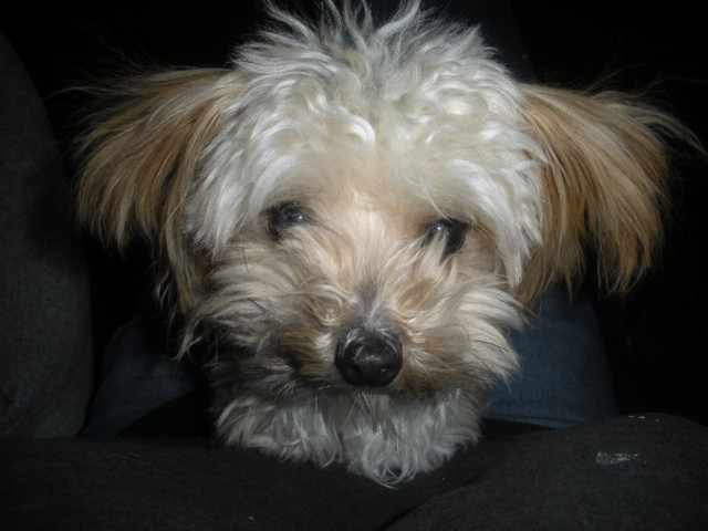 SOLD! Sweet little Morkie, lap dog, 3 lbs in Dogs & Puppies for Rehoming in Edmonton