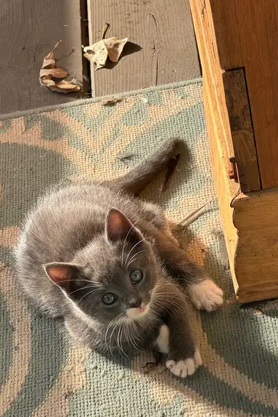 Only 1 female left, View more